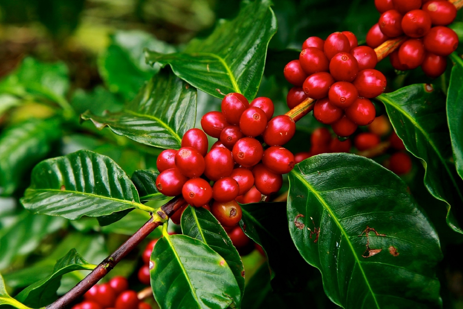 Café, cafeteras, taza, mañana, consejos, gusto, cocina